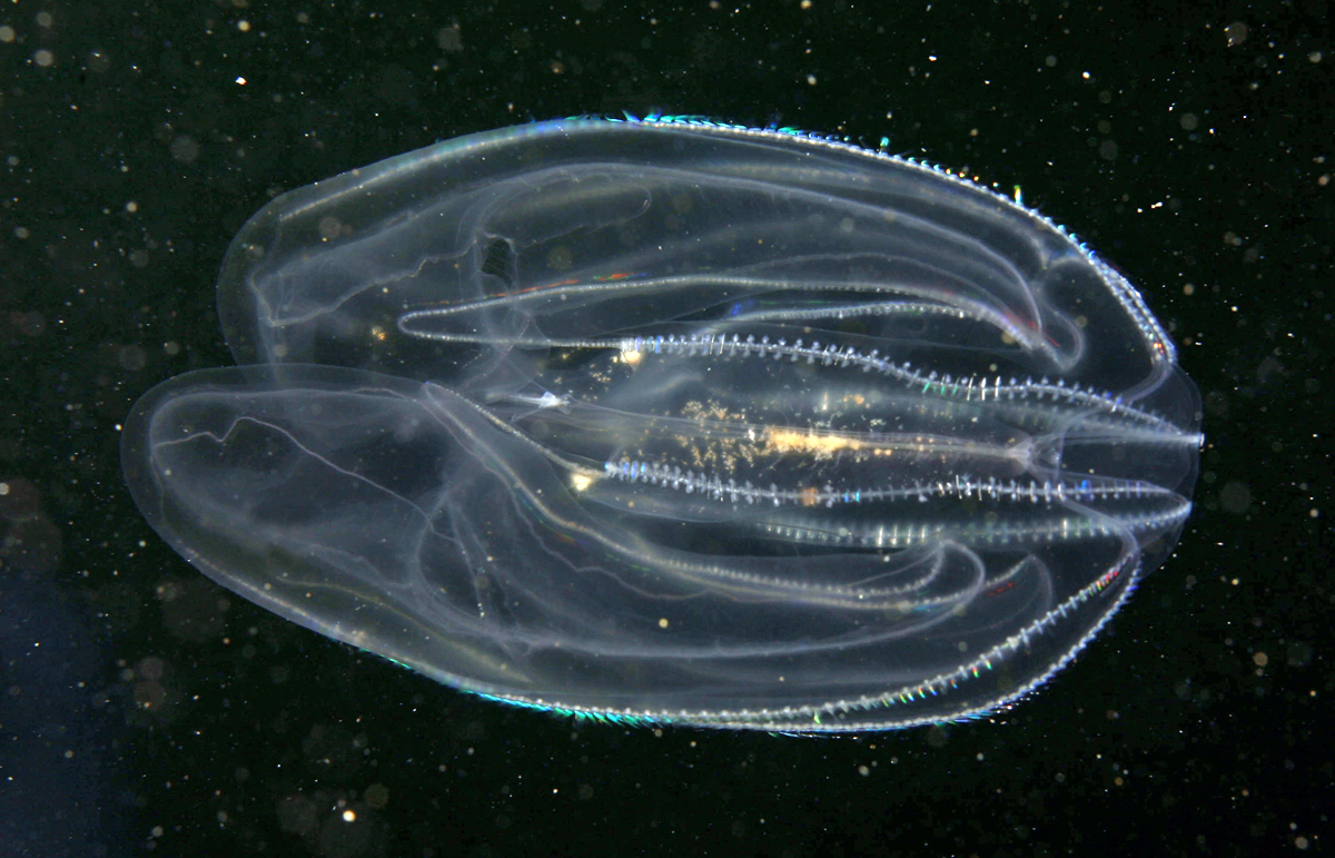 Mnemiopsis leidyi 1 comb jellyfish BIM Mnemiopsis leidyi 1 comb jellyfish BIM