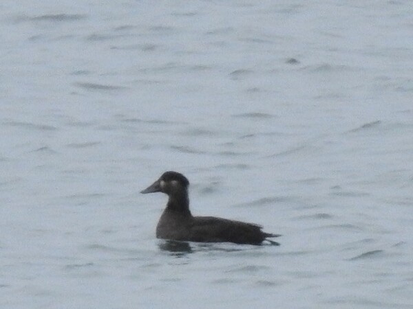 Second-ever sighting of rare surf scoter on Arran