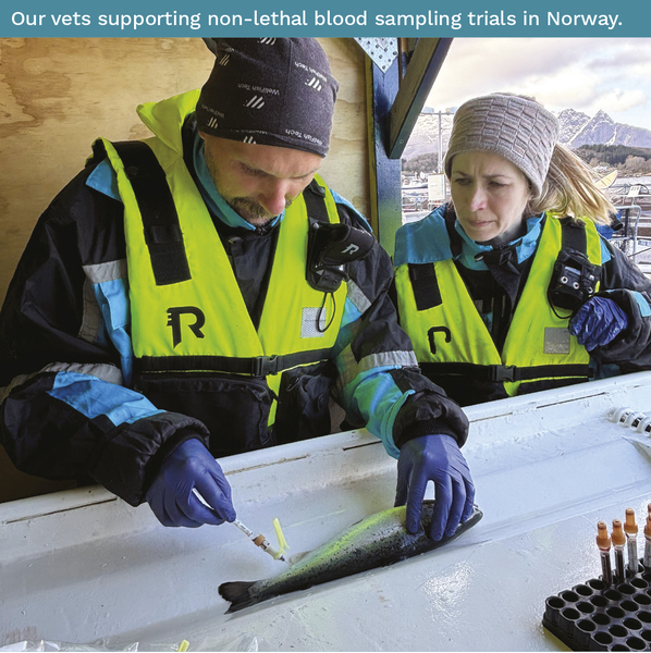 WellFish Tech: Pioneering Fish Health in Global Salmon and Trout Markets