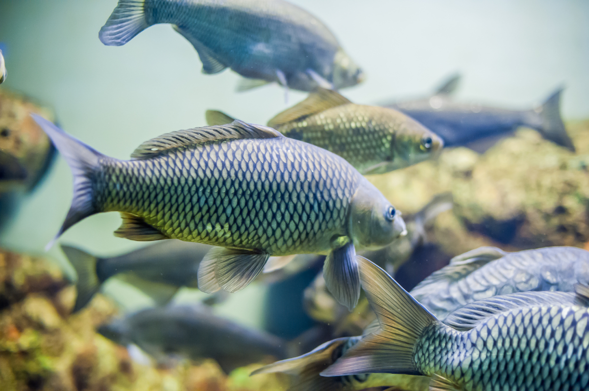 Tilapia AdobeStock 117129533_20250513