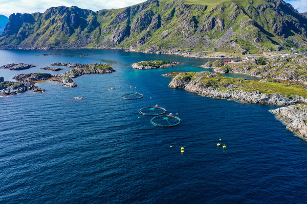 Norwegian algae incidents continue to rise