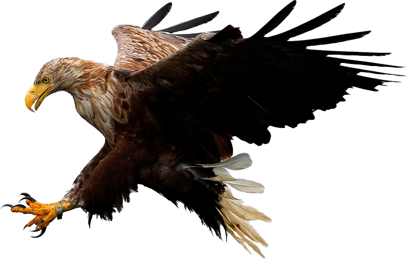 8. Wildlife and Adventure Tours - Sea Eagle 8. Wildlife and Adventure Tours - Sea Eagle