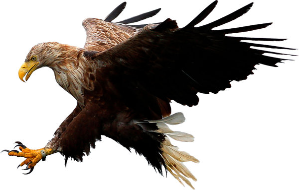 8. Wildlife and Adventure Tours - Sea Eagle