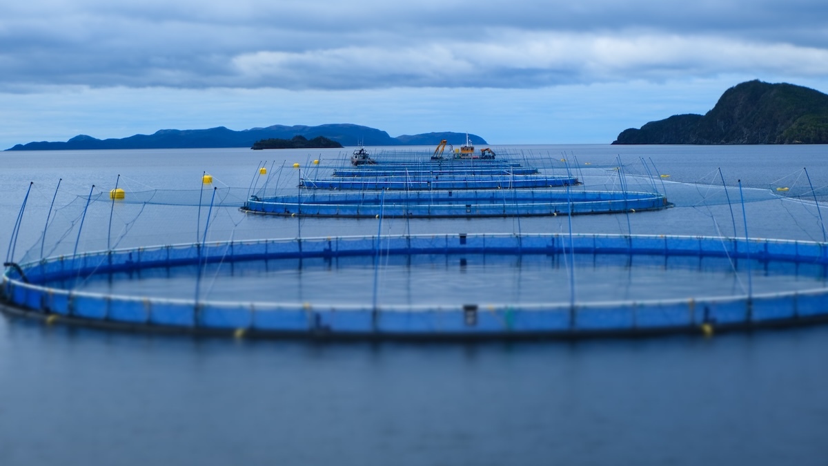 Grieg Seafood Newfoundland Grieg Seafood Newfoundland