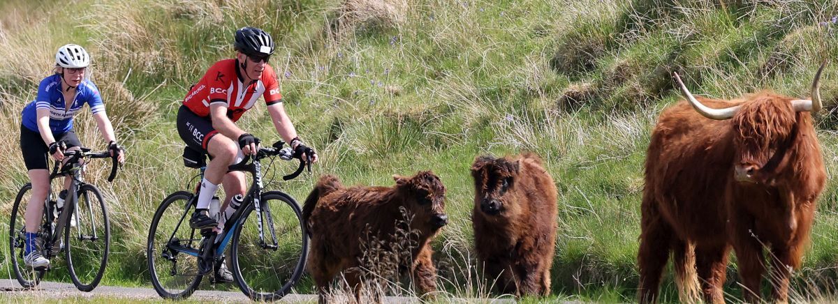 Photographer Kevin McGlynn caught this Sportive sight on camera as cyclists passed through Glen Lonan 'traffic'. Photographer Kevin McGlynn caught this Sportive sight on camera as cyclists passed through Glen Lonan 'traffic'.