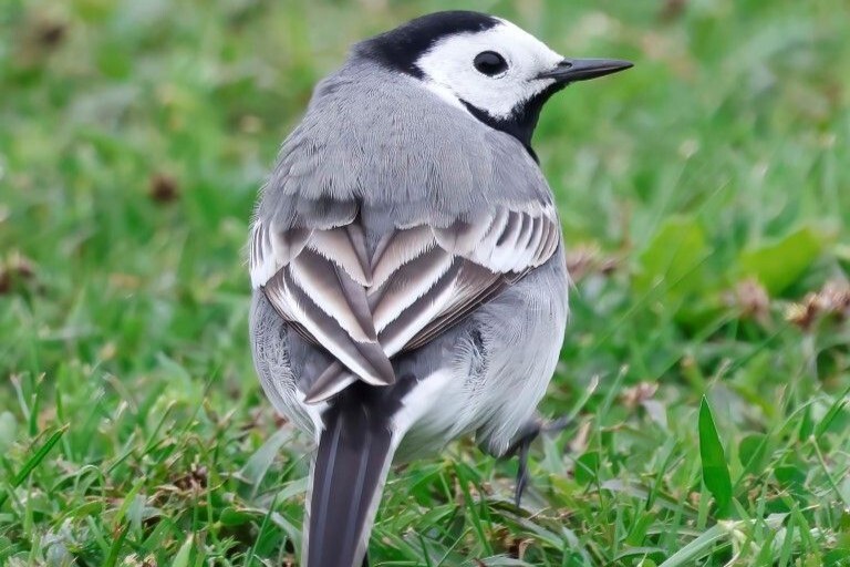 White wagtail, one of many species passing through Arran on migration at this time of year. Photograph: Ewan Urquhart. White wagtail, one of many species passing through Arran on migration at this time of year. Photograph: Ewan Urquhart.