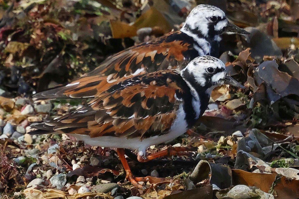 Turnstone, an Arctic breeding species already in its ruddy breeding plumage. Photograph: Ewan Urquhart. Turnstone, an Arctic breeding species already in its ruddy breeding plumage. Photograph: Ewan Urquhart.
