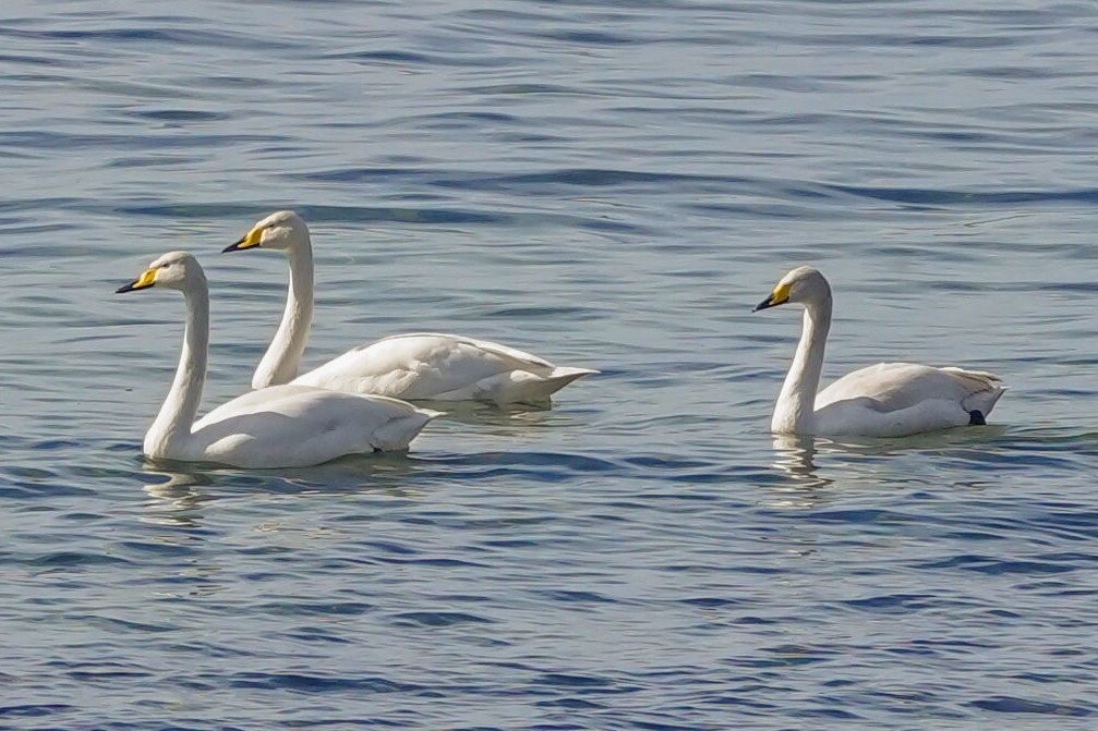 Whooper swan resting up before continuing north. Photograph: Joan Thomson. Whooper swan resting up before continuing north. Photograph: Joan Thomson.
