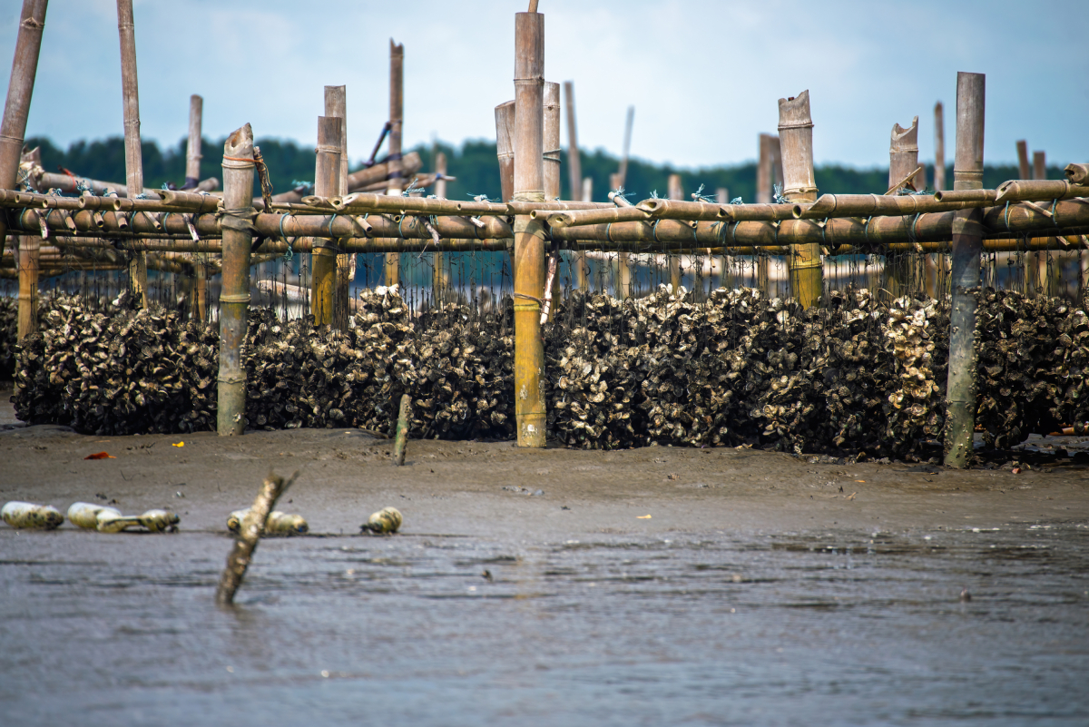 Oyster farm Vietnam AdobeStock 1424517163 20250523