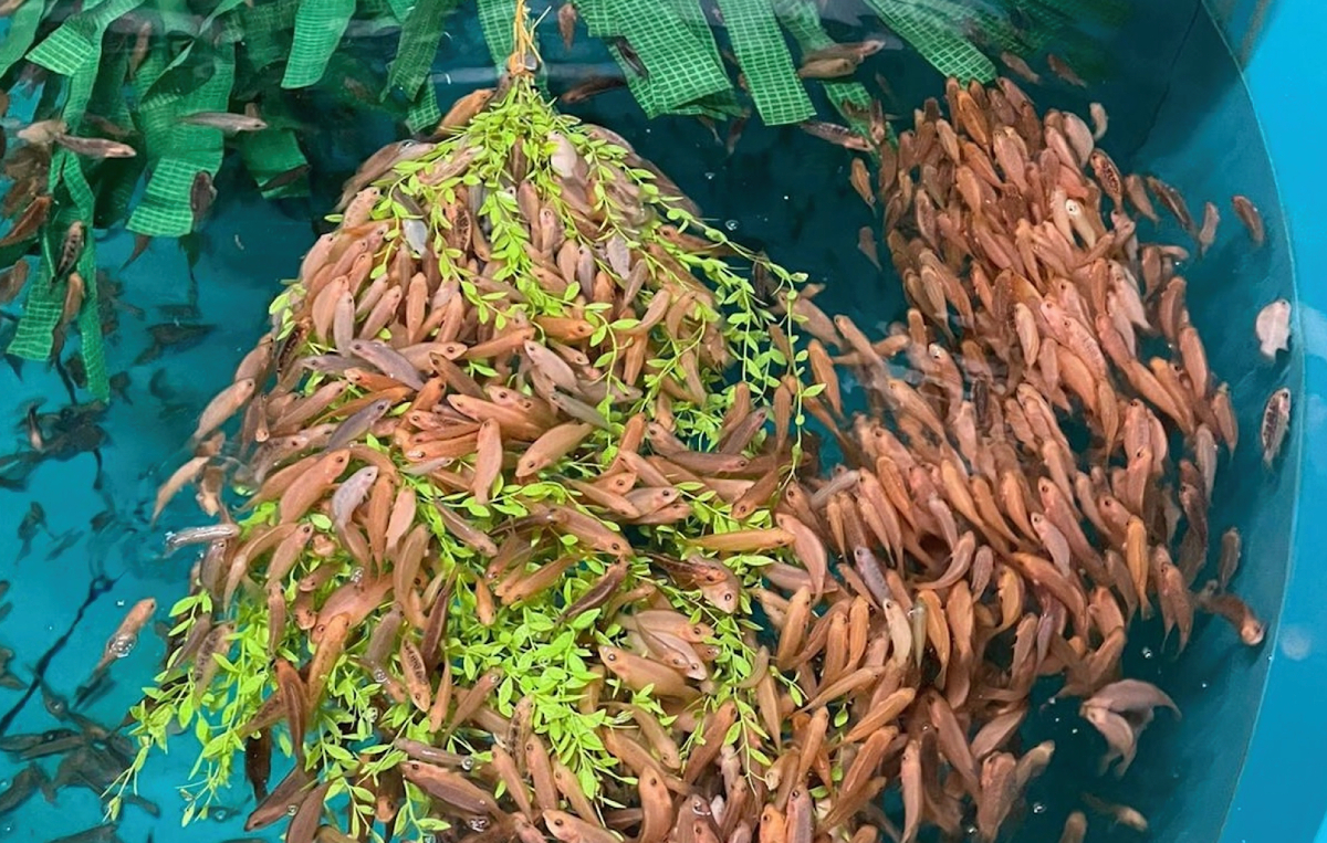 SAIC wrasse at Otter Ferry ldscp 20250523