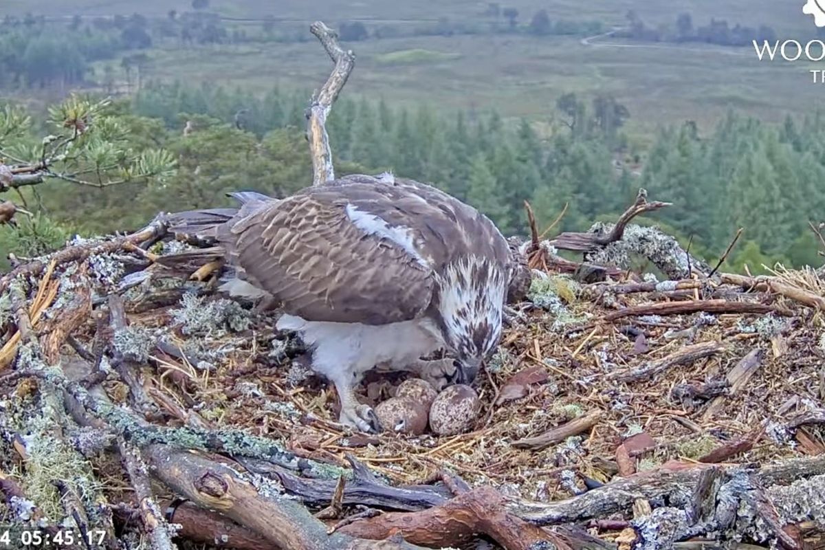 First Loch Arkaig osprey chick of 2025 has arrived