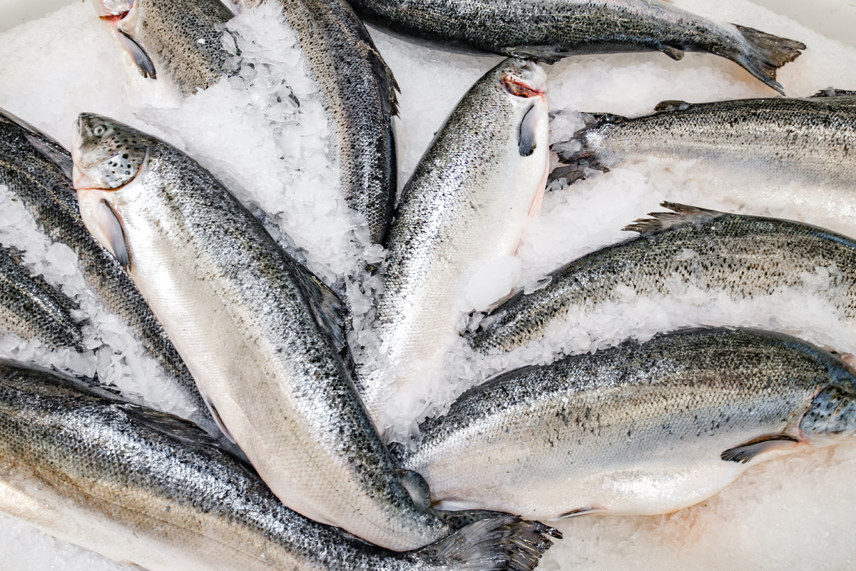 salmon on ice AdobeStock 1102321638 20250523