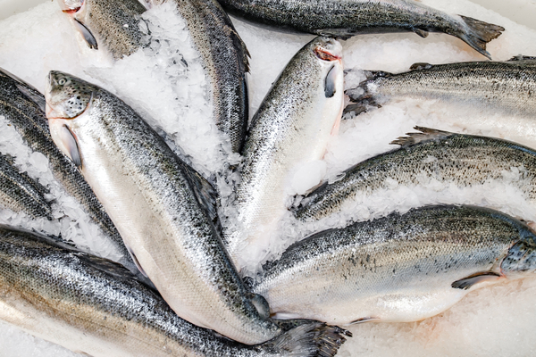 Mowi contractor ‘would have let dead fish enter human food chain’
