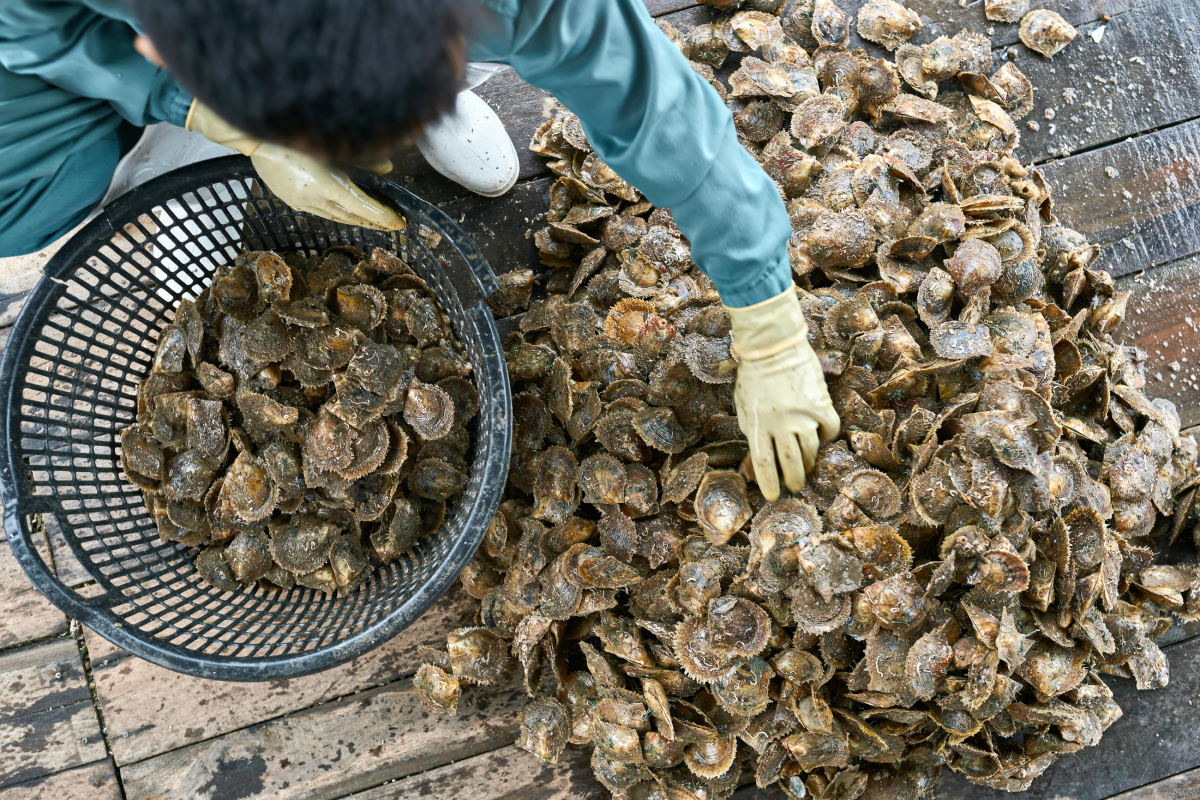 shellfish in market AdobeStock 261881474 20250523