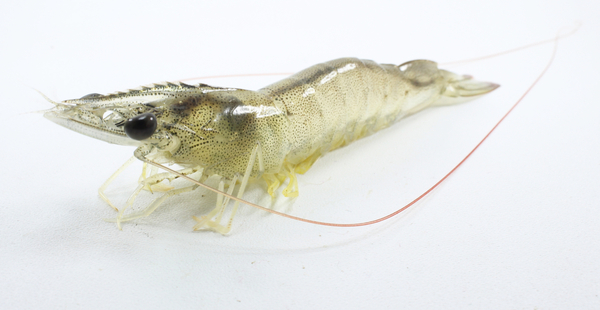 Shrimp in a cold climate