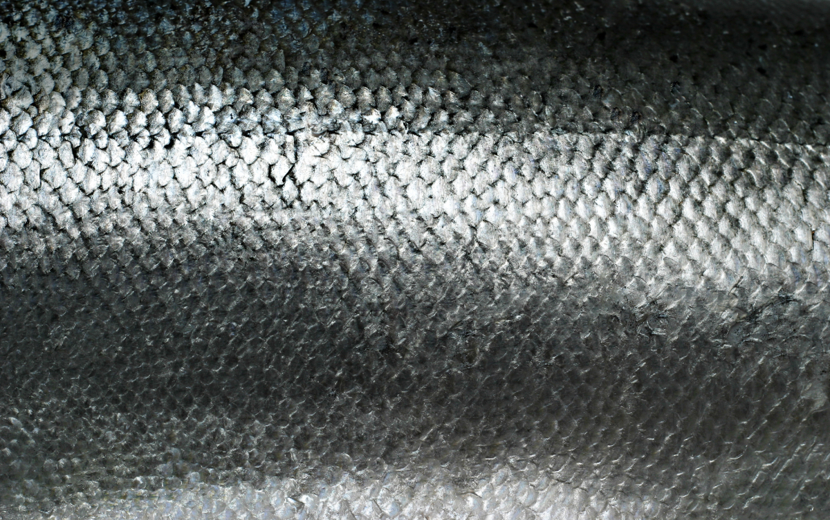 salmon skin AdobeStock 1132585429 20250526