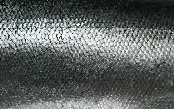 Skin cell study shows how salmon wounds heal