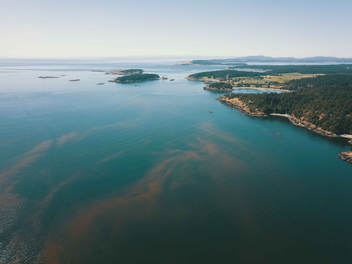 Algal Bloom Lantra 20250602