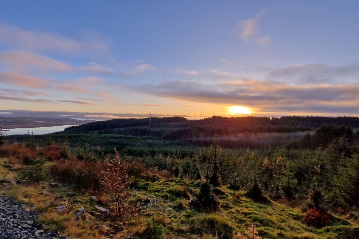 Tree-mendous support for tackling climate change