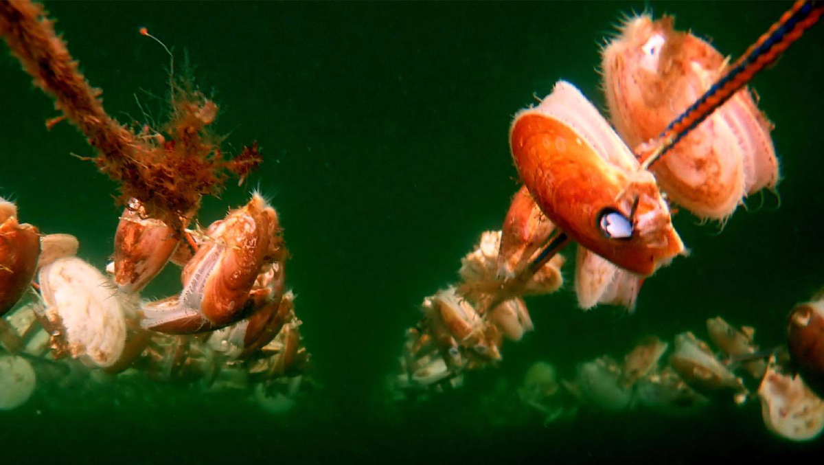 Sea scallops hanging University of Maine 20250603 Sea scallops hanging University of Maine 20250603