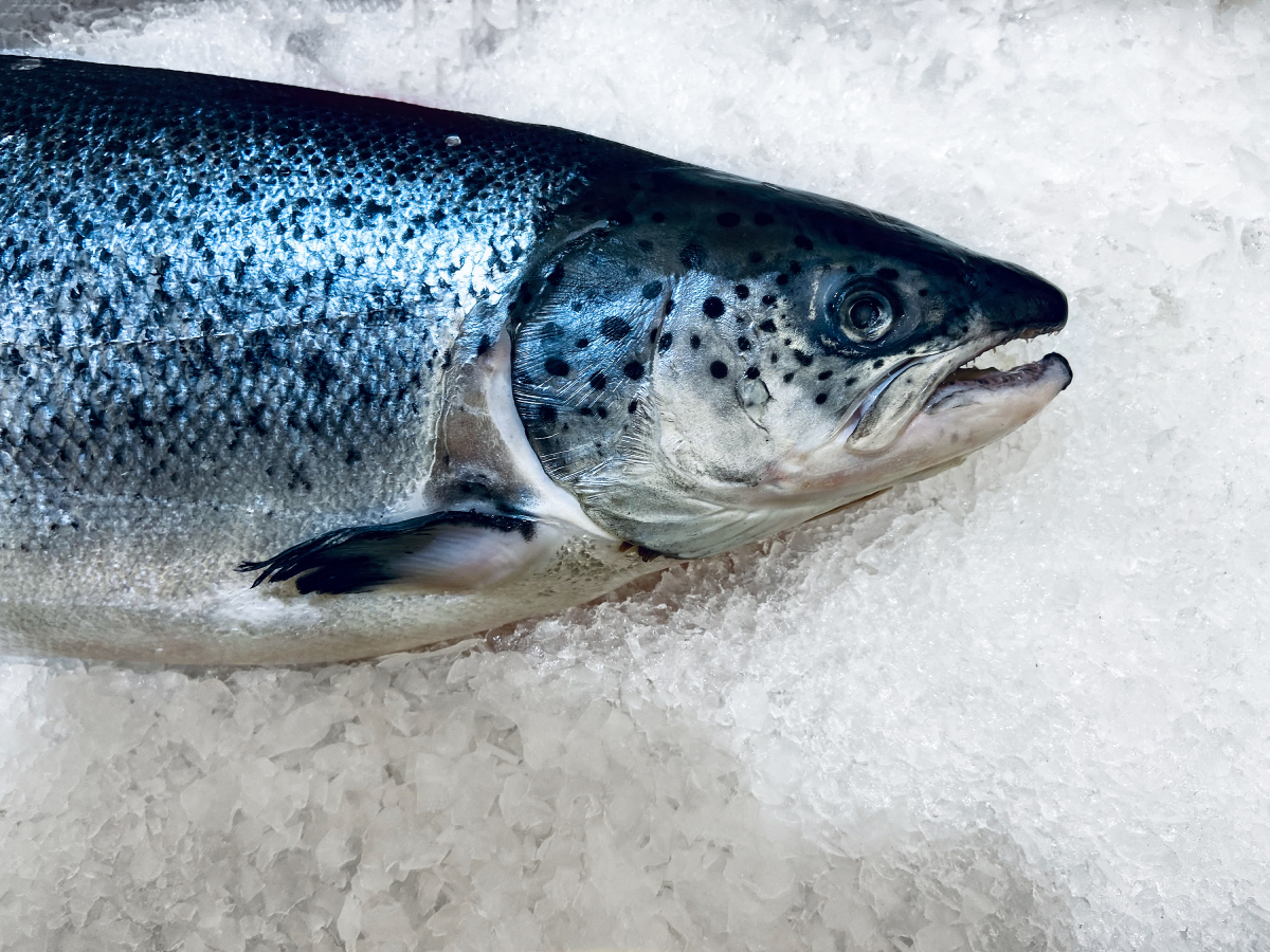 salmon ice closeup AdobeStock 540286452 20250605 salmon ice closeup AdobeStock 540286452 20250605