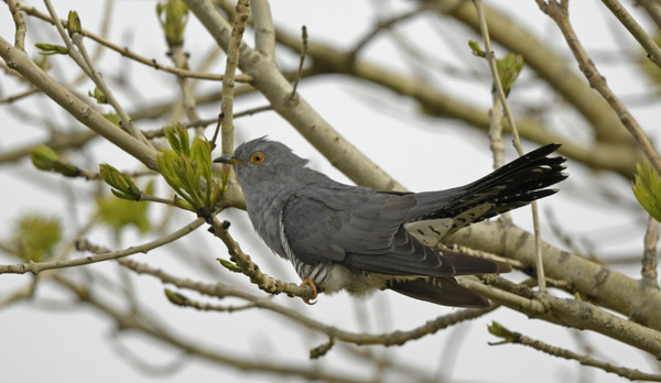 Movern Lines: Welcome the Spring Cuckoo