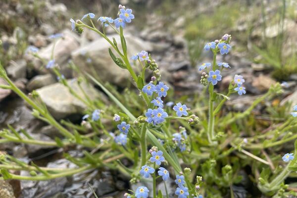 Wild Words: Water forget-me-not