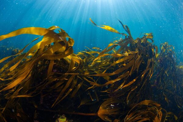 Ban bottom trawling in protected seas, urges charity