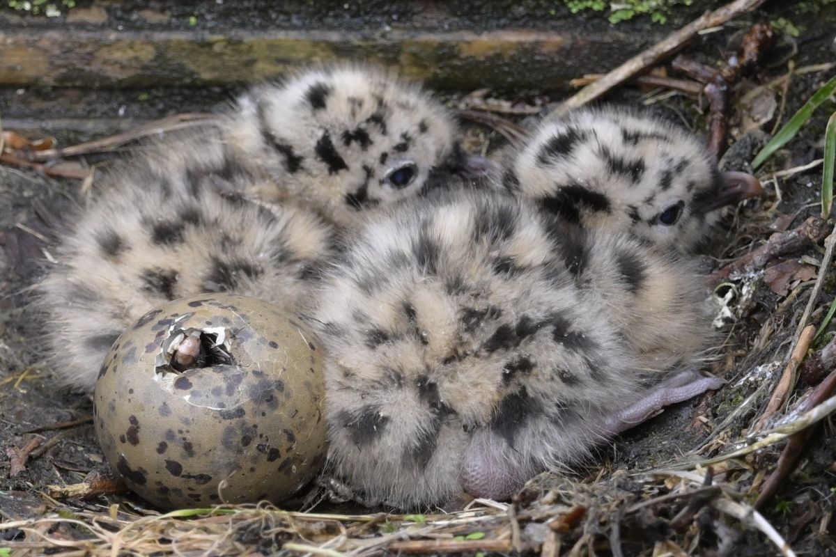 New beginnings at Lochaber High School as 2025 graduates get ready to spread their wings