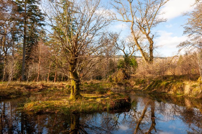 7. Ardkinglas Woodland Garden