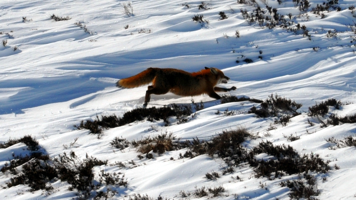 Morven Lines: The Magnificent Highland Red Fox 