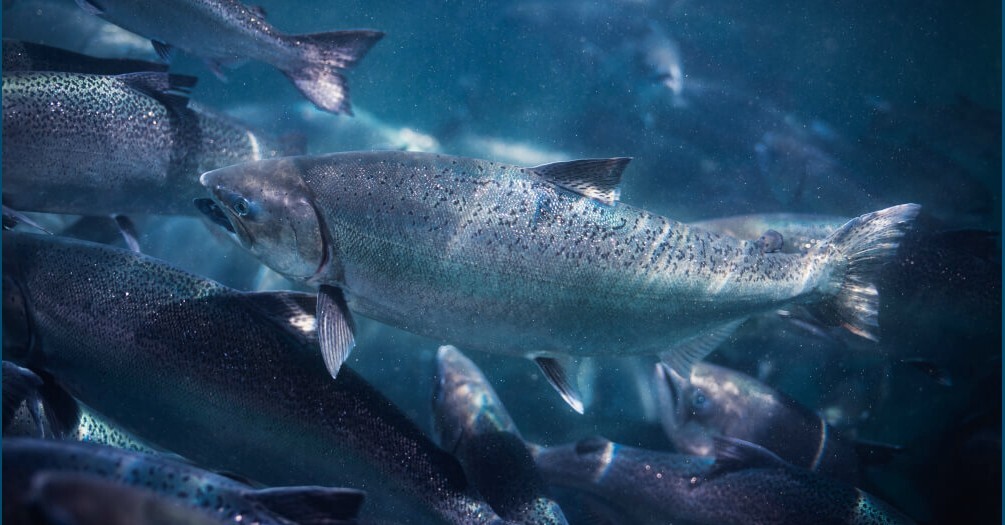 new zealand king salmon screenshot from their website 13 june 25