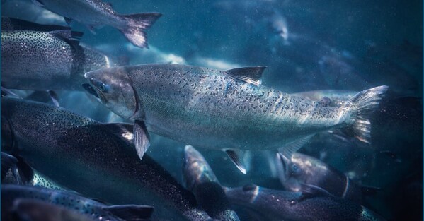 NZ salmon farmer cuts 2026 profits expectations