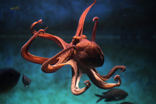 US senators move to ban octopus farming