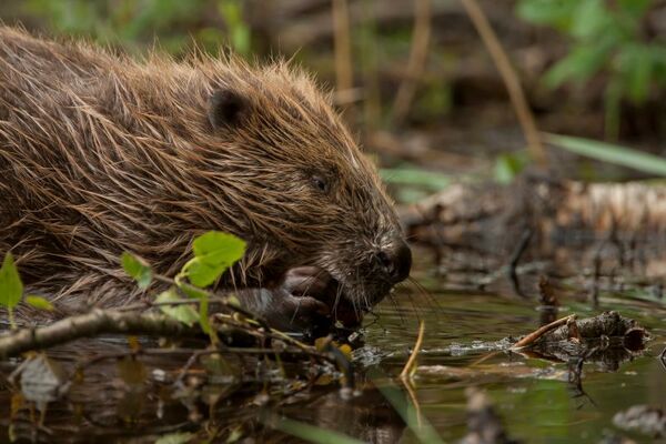 1. Knapdale Beavers