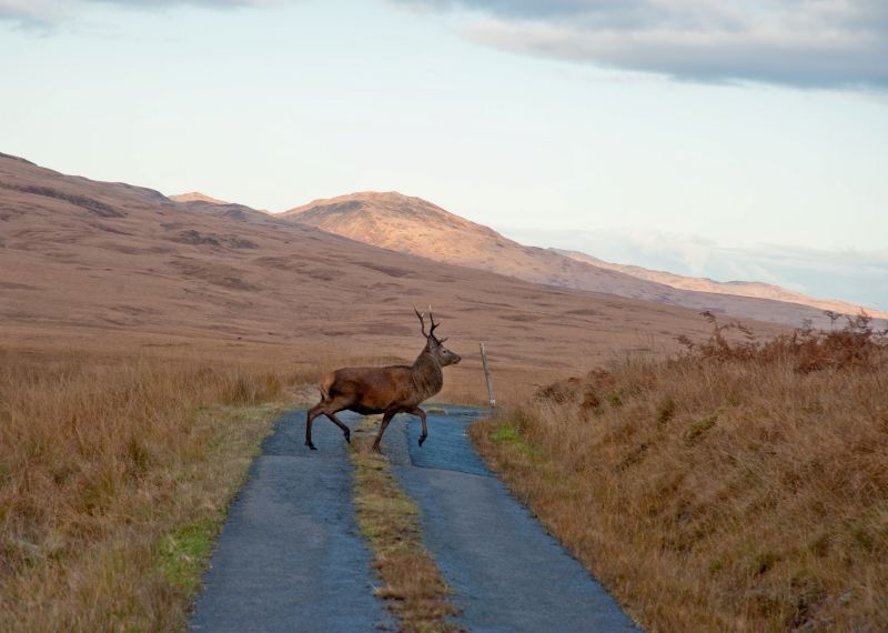 CD ZZTravel06 25Jura CD ZZTravel06 25Jura