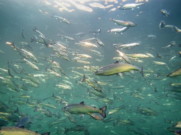 Fewer fish dying in Norwegian cages
