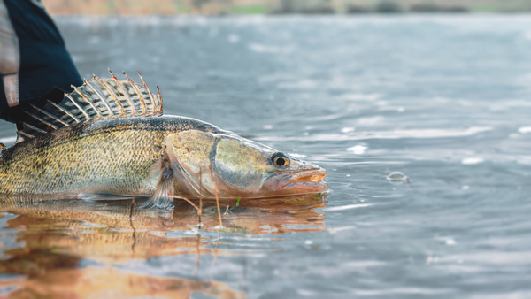 Land based farming: What works for pikeperch?
