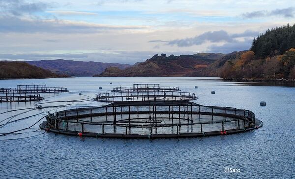 CPD Award – Sustainable Aquaculture Management