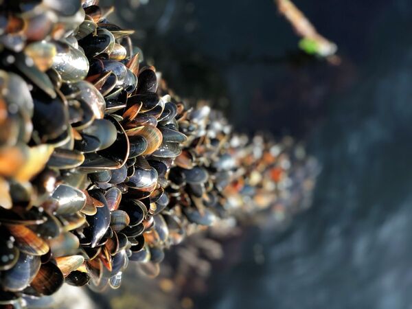 Biosecurity in Aquaculture