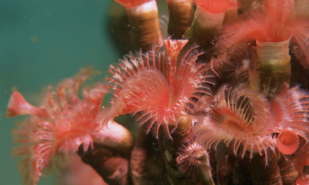 Working group formed to save Loch Creran's serpulid reefs