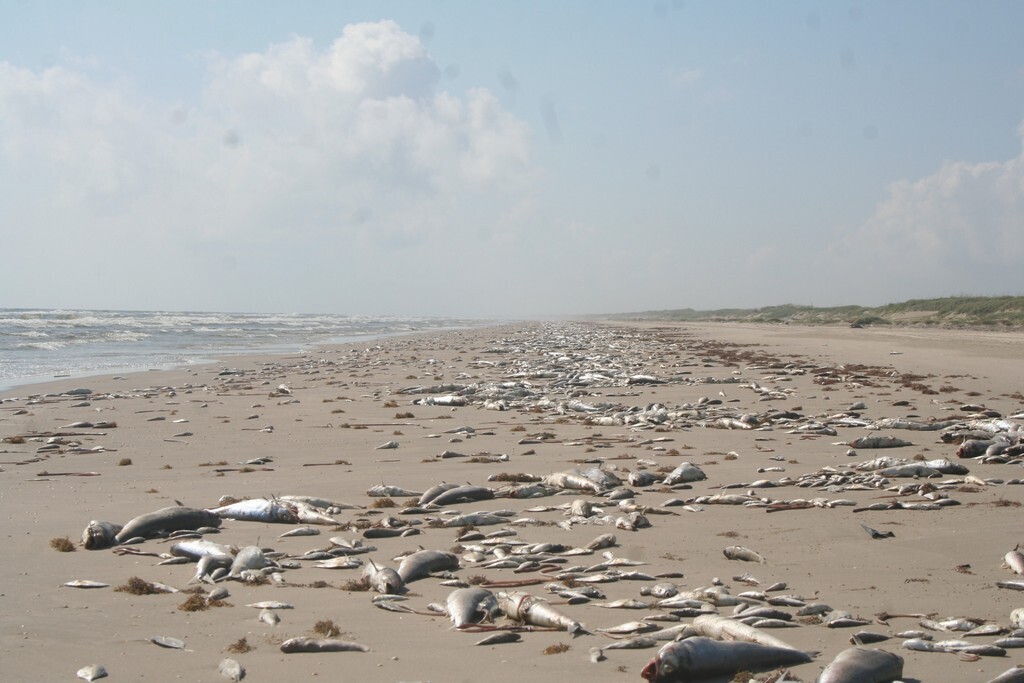 Marine Harmful Algal Bloom Fish Kill (57f8b239 2f03 4f88 8478 bb6276a3ab2b)