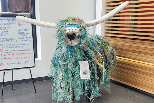 'Flotsam Coo' washes onto Arran