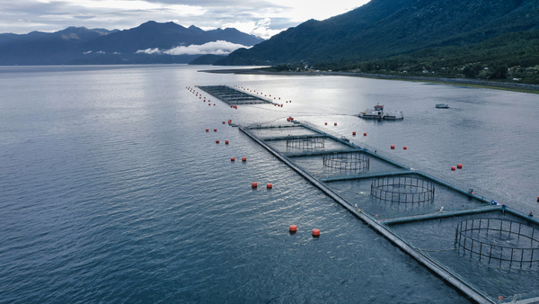 Chile wants US to ease up on salmon tariffs