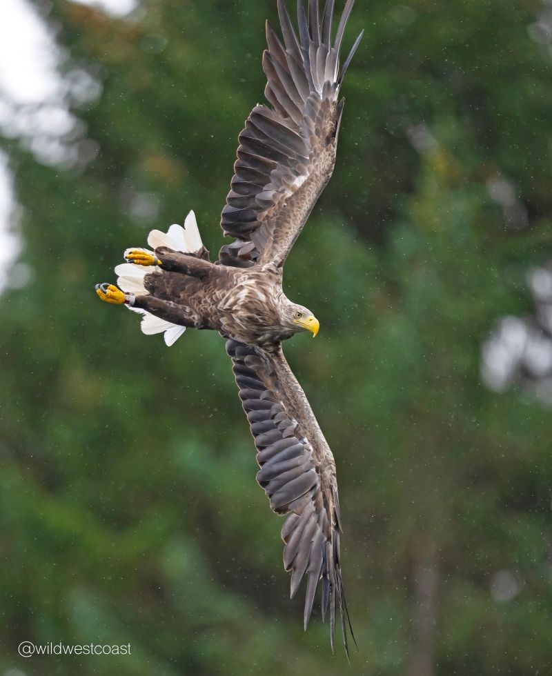 Golden Eagle Golden Eagle