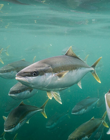 Deadly algae hits Australian fish farm