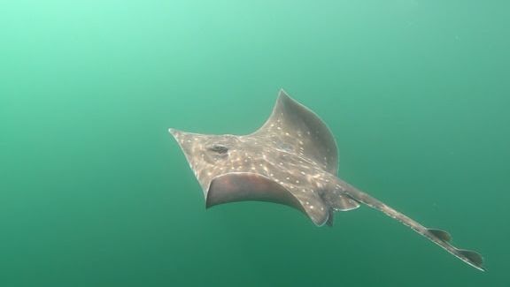 Anglers, divers, fishermen and marine surveyors from all over Scotland are being encouraged to download the SkateSpotter app and become citizen scientists. 
