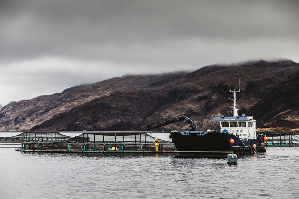 Lerøy and Scottish Sea Farms: significant value for the group