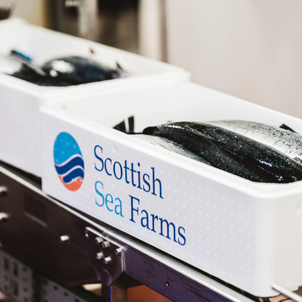 Large drop in Scottish Sea Farms Q3 profits