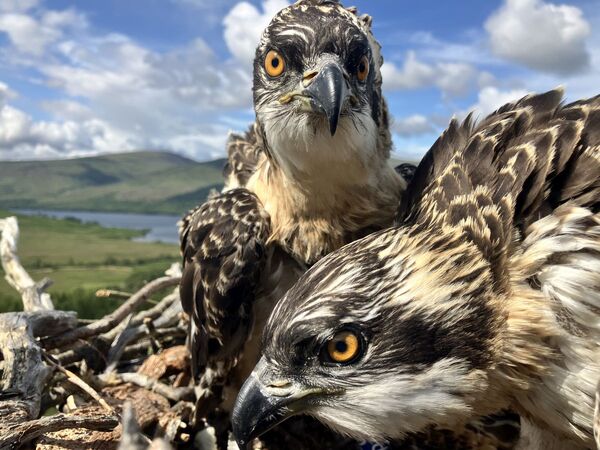 Lochaber ospreys named by public